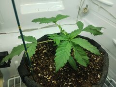 IMG_20250922_082339.jpg