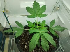 IMG_20250923_195802.jpg