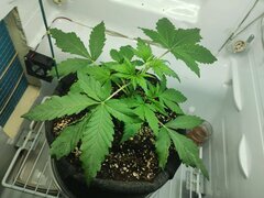 IMG_20250925_080357.jpg