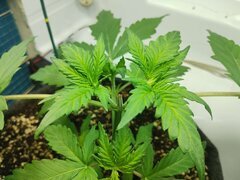 IMG_20250925_080446.jpg