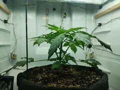 IMG_20250926_202238.jpg