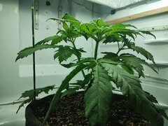 IMG_20250928_194907.jpg