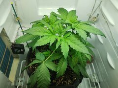 IMG_20250928_195004.jpg