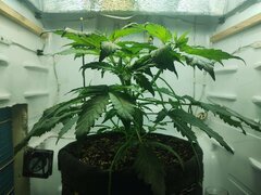 IMG_20250930_213209.jpg