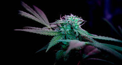 F1 #3 Cartier OG (♀)  Polliniser par F1 #3 Cartier OG (♂) F+28 .jpg