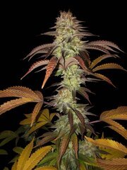 K6 Runthz Breed By L.S.D.R