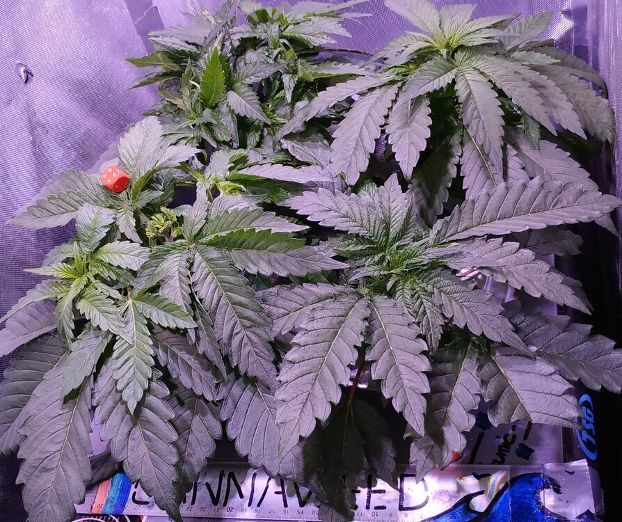 Lamic-Tal NFT 2025 2026 Purple queen Green crack.jpg