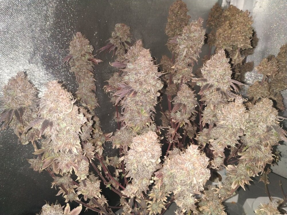 Lamic-Tal Violator kush 2 NFT.jpg