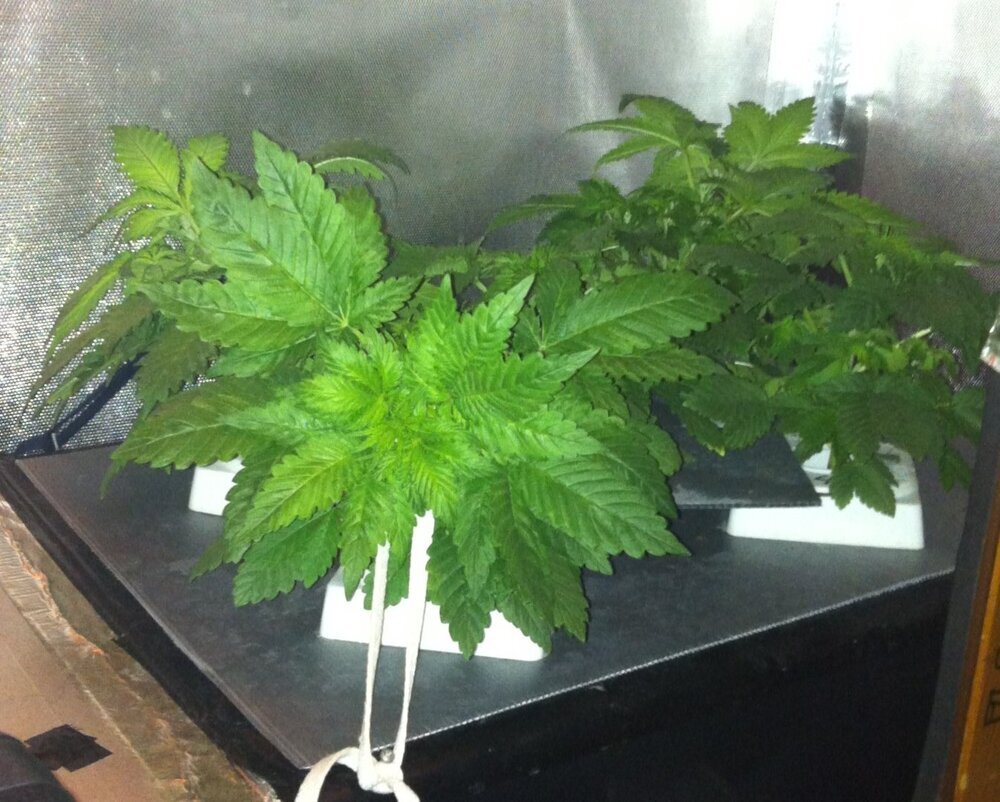 Lamic-Tal Violator kush cro NFT.jpg