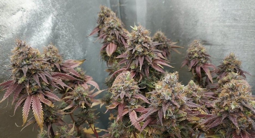 Lamic-Tal Violator kush 2 NFT 2.jpg