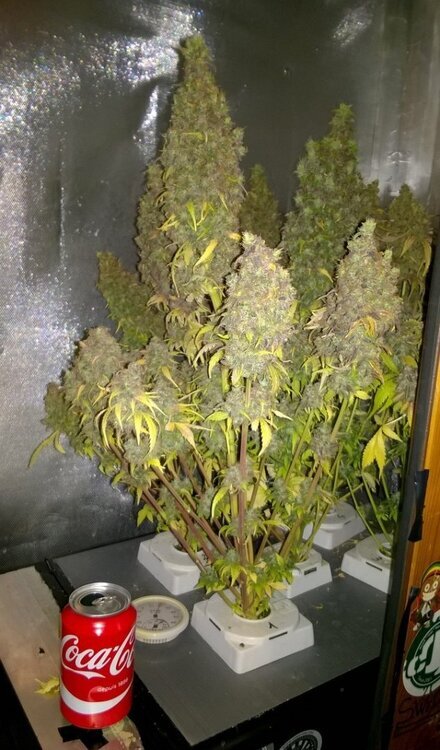 Crimea blue (NFT - HPS 400W).jpg