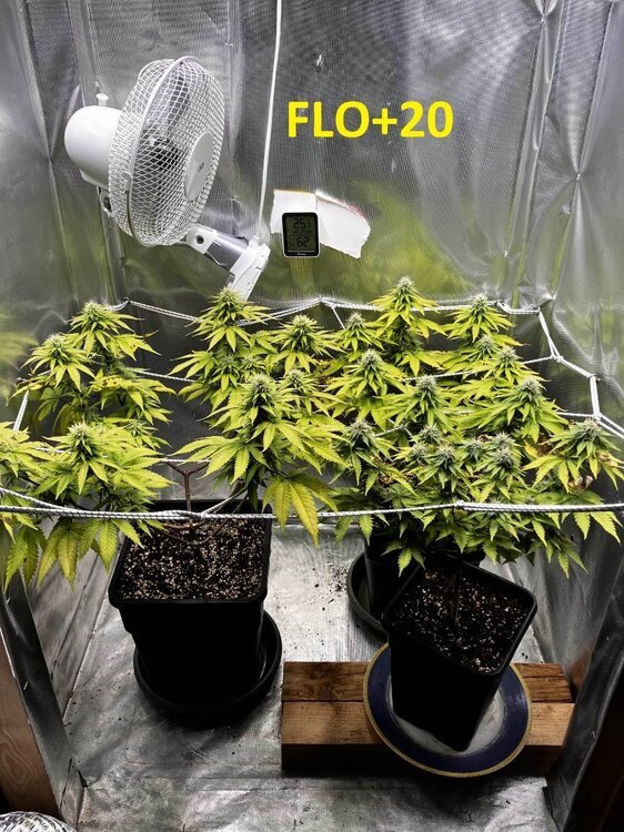 FLO+20.jpg