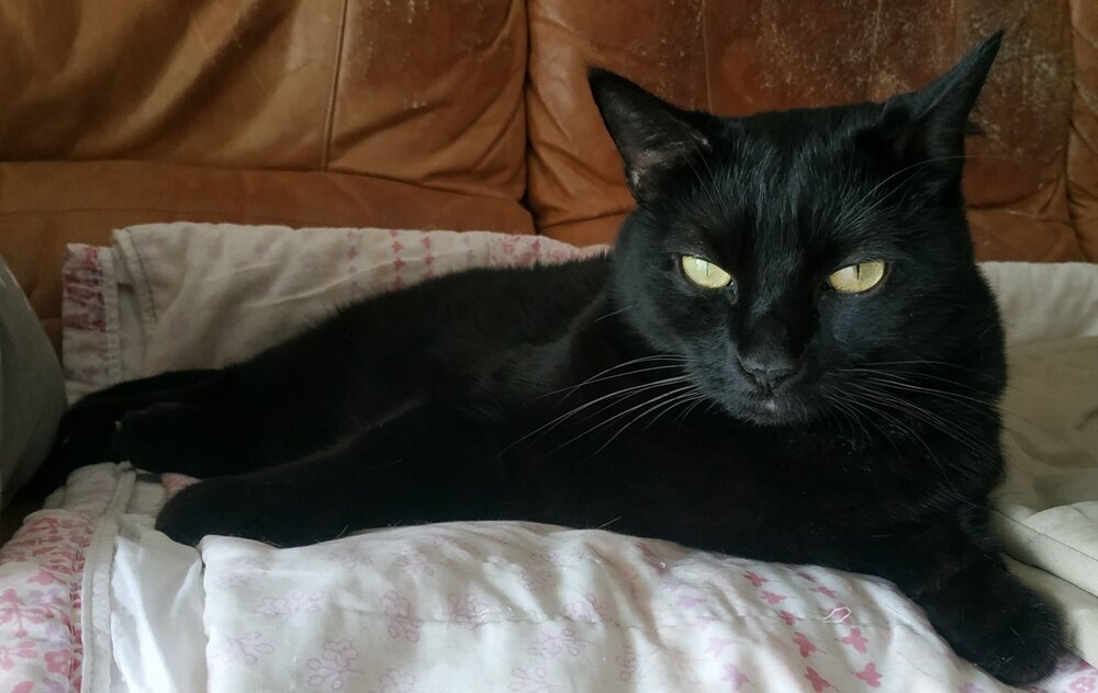 Lamic-Tal black cat.jpg