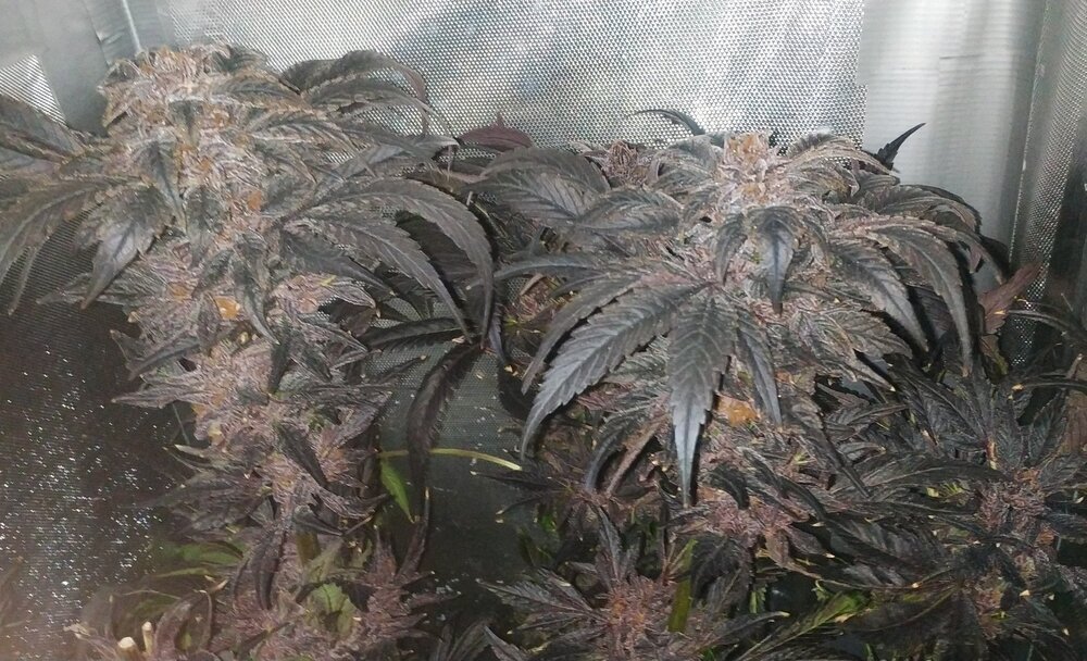 CW Lamic-Tal Purps #1.jpg