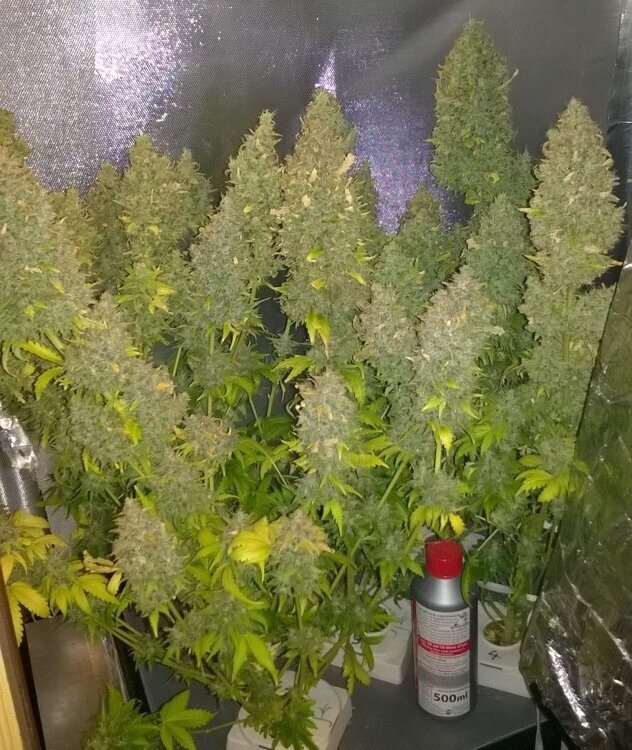 Lamic-Tal Violator kush fin flo NFT.jpg