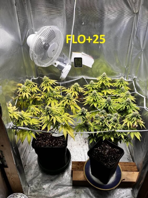 FLO+25.jpg