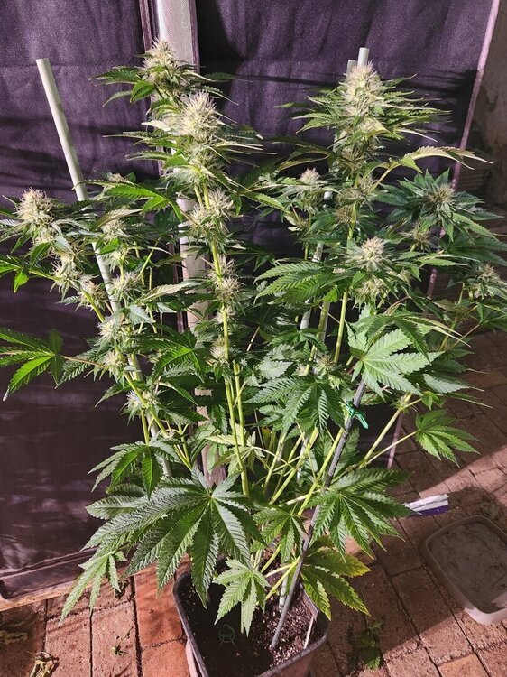 20251014_215554.thumb.jpg.9076c1d2d08e09273e35f80d094fa506.jpg
