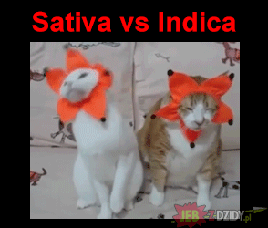 Sativa vs indica.gif