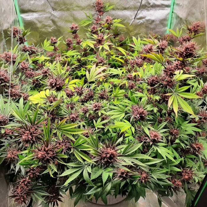 4019716_sweet-seeds-red-hot-cookies-grow-journal-by-ghostface00132sweet-seedsred-hot-cookies_l.jpg.04fc6066e9f18f0157abfef4fb1a539c.jpg
