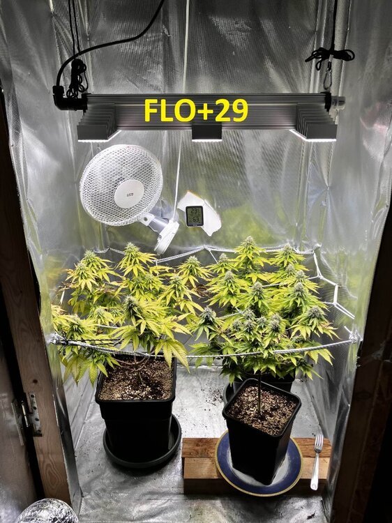 FLO+29.jpg