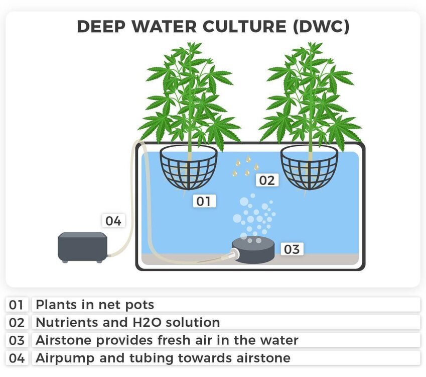 Deep-water-culture-DWC-979139383.thumb.jpg.082ae59e3734108198a5fad689d85e72.jpg