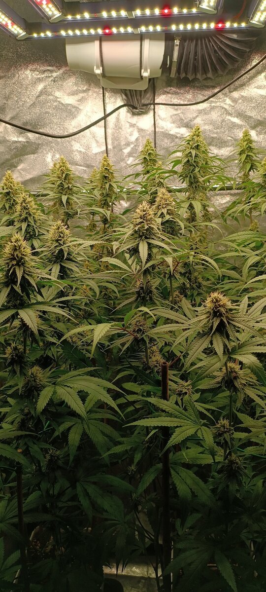 large.IMG_20251013_230453.jpg.9d43602f25796b562494f3f0beb21182.jpg