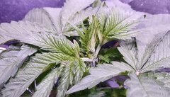 Lamic-Tal Green crack coupe FIM 2eme chance avant