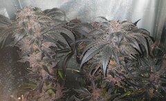 Hydroponie NFT - Purp's #1