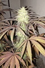Purple Haze de White Label. Durban de Sensi Seeds. Out de luxe 2025. 6 semaines de flo réelle le 17/10..