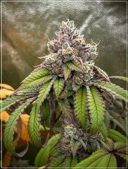 FLO+62 L.A Kush Cake x Cherrytini.jpg
