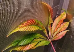 Hydroponie NFT - Purple queen