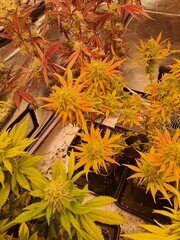 20251002_003744.jpg