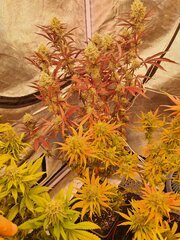 20251002_003754.jpg