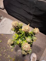20251009_130136.jpg