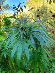 25. Juanita La Lagrimosa / Reggae seeds