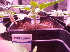 Kosher Kush C+12 ou +11
