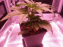 Eleven Roses CRO+20