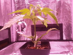 Golden Tiger 3rd version CRO+20