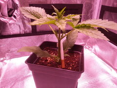 Jack El Frutero CRO+je sais plus environ 14