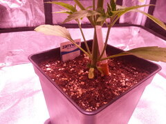 Kosher Kush CRO+20