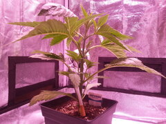 Kosher Kush CRO+20