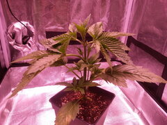 Kosher Kush CRO+20
