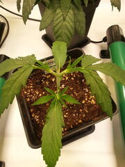 HAZE x KALI CHINE CRO +17 DSDT