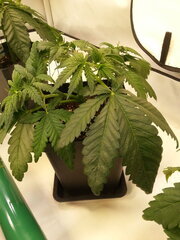FROSTY'S LEMON PIE CRO +25 DSDT