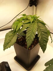 JACK EL FRUTERO CRO +24 DSDT