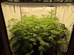 12/12 +17