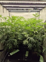 12/12 + 17
