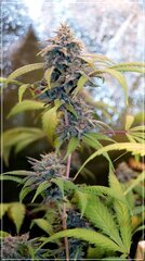 FLO+51 Scrog Cut .JPG