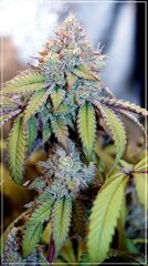 FLO+51 L.A Kush Cake x Cherrytini.JPG