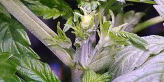 Lamic-Tal Green crack coupe FIM 2eme chance